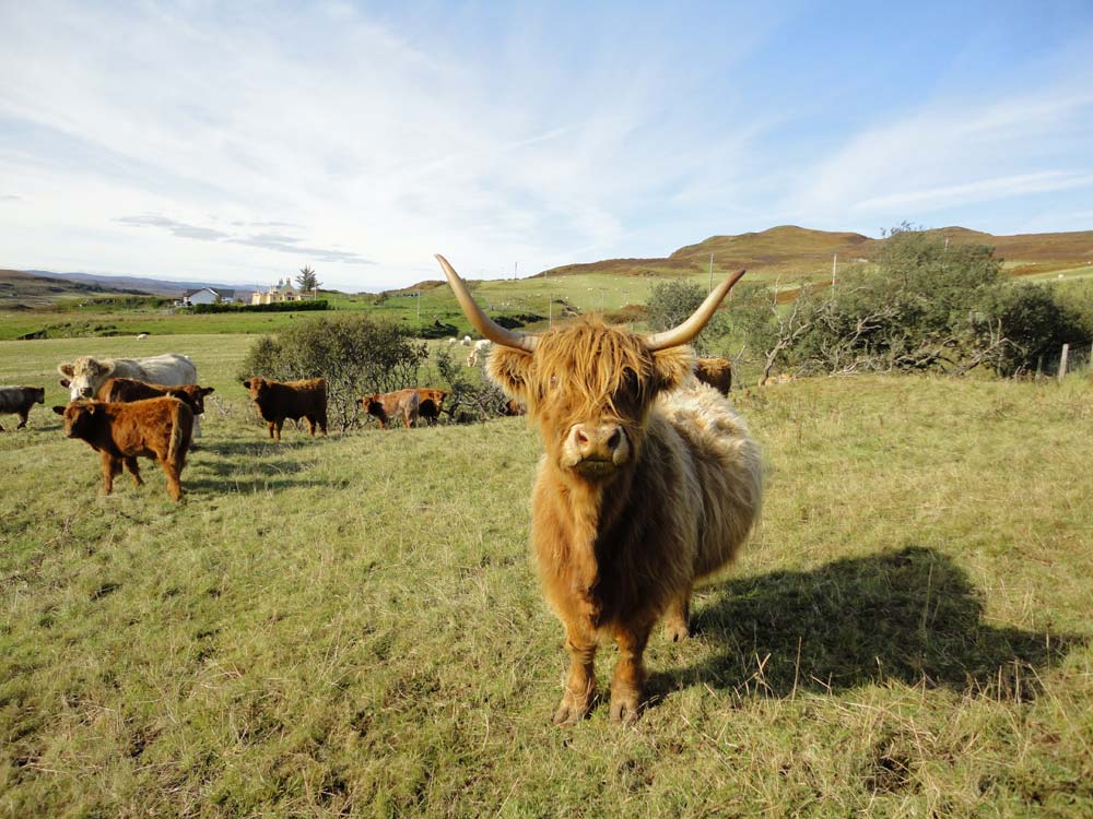 Brescalan-Cottage2-Croft-cattle